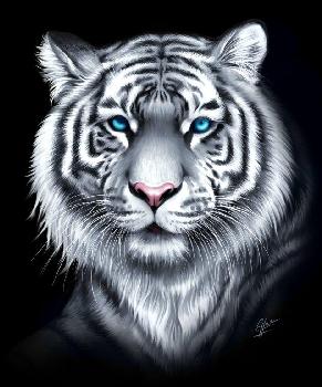 Blue Eyes White Tiger